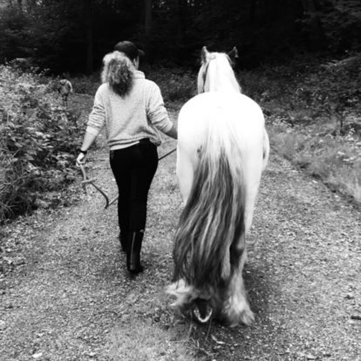 Spazieren gehen bei der Reittherapie Foto einer Frau, die mit einem weißen Pferd am Führstrick spazieren geht