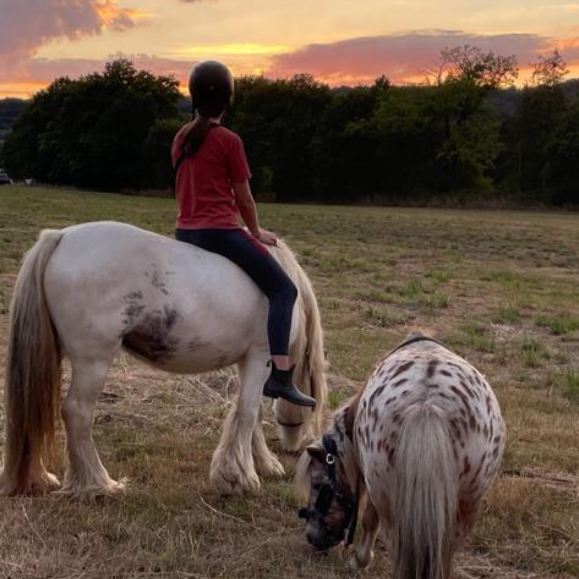 Reittherapie vorm Sonnenuntergang Foto: zwei Ponys grasen auf einer Weide am Waldrand, auf einem von ihnen sitzt ein Kind und schaut in den Sonnenuntergang