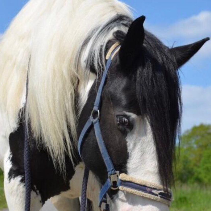 Eines unserer Therapiepferde Foto vom Gesicht eines Tinker-Schecken